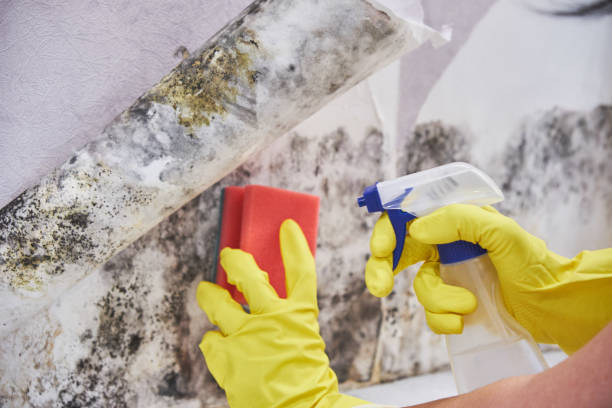 Best Attic Mold Removal  in Westminster, CO